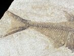 Diplomystus Fossil Fish - Wyoming #20824-2